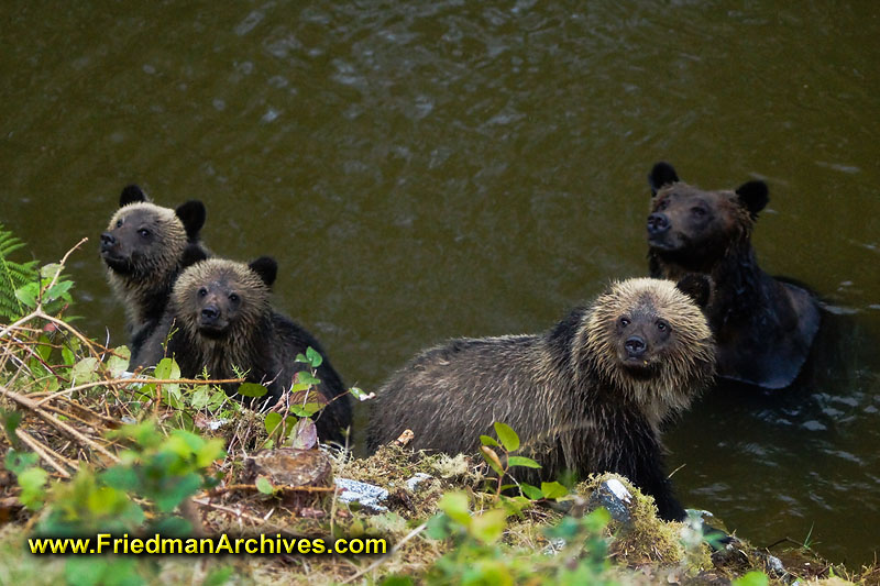 bear,bears,nature,wild,brown,wild,fuzzy,water,hairy,